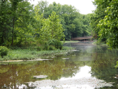 [A stagnant-looking body of water with short-growing vegetation at the water's edge and many trees in view. This is a narrower section of the lake.]